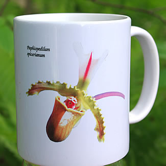 mug DS-013 Paph spicereanum 7033.jpg